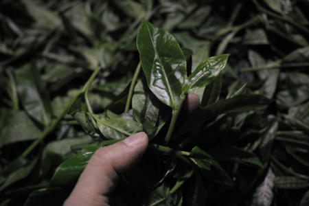 茶王樹の鮮葉