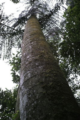 茶王樹への道巨木