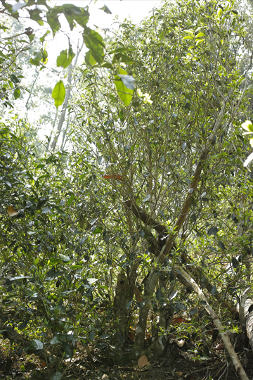 一扇磨青餅2016年・緑印森の茶樹