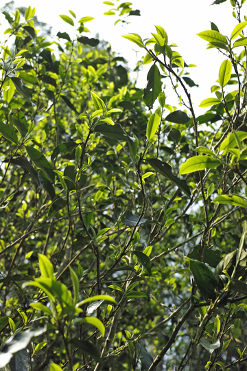 一扇磨青餅2016年・緑印の茶樹